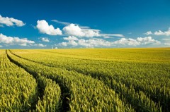 Benvenuti nel sito Consorzio Produttori Risone da Risotto - Consorzio Risone